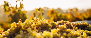 Wine Tasting