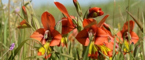 Flora