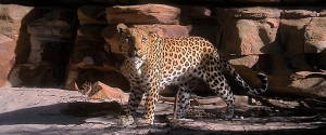 Wildlife