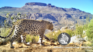 Cape Leopard Trust